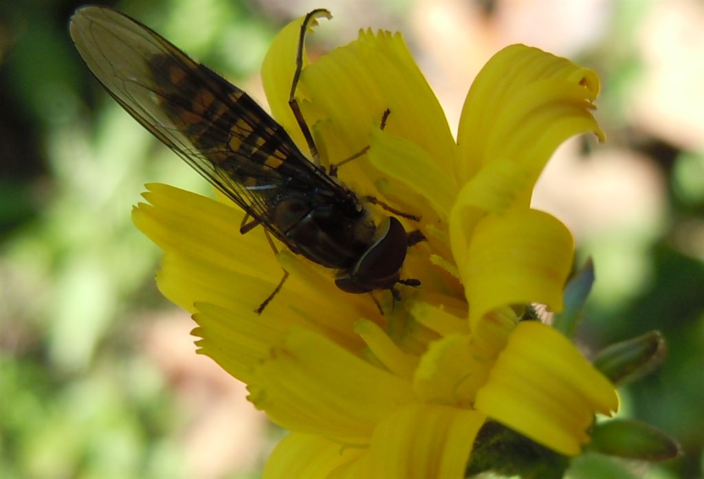 Episyrphus balteatus